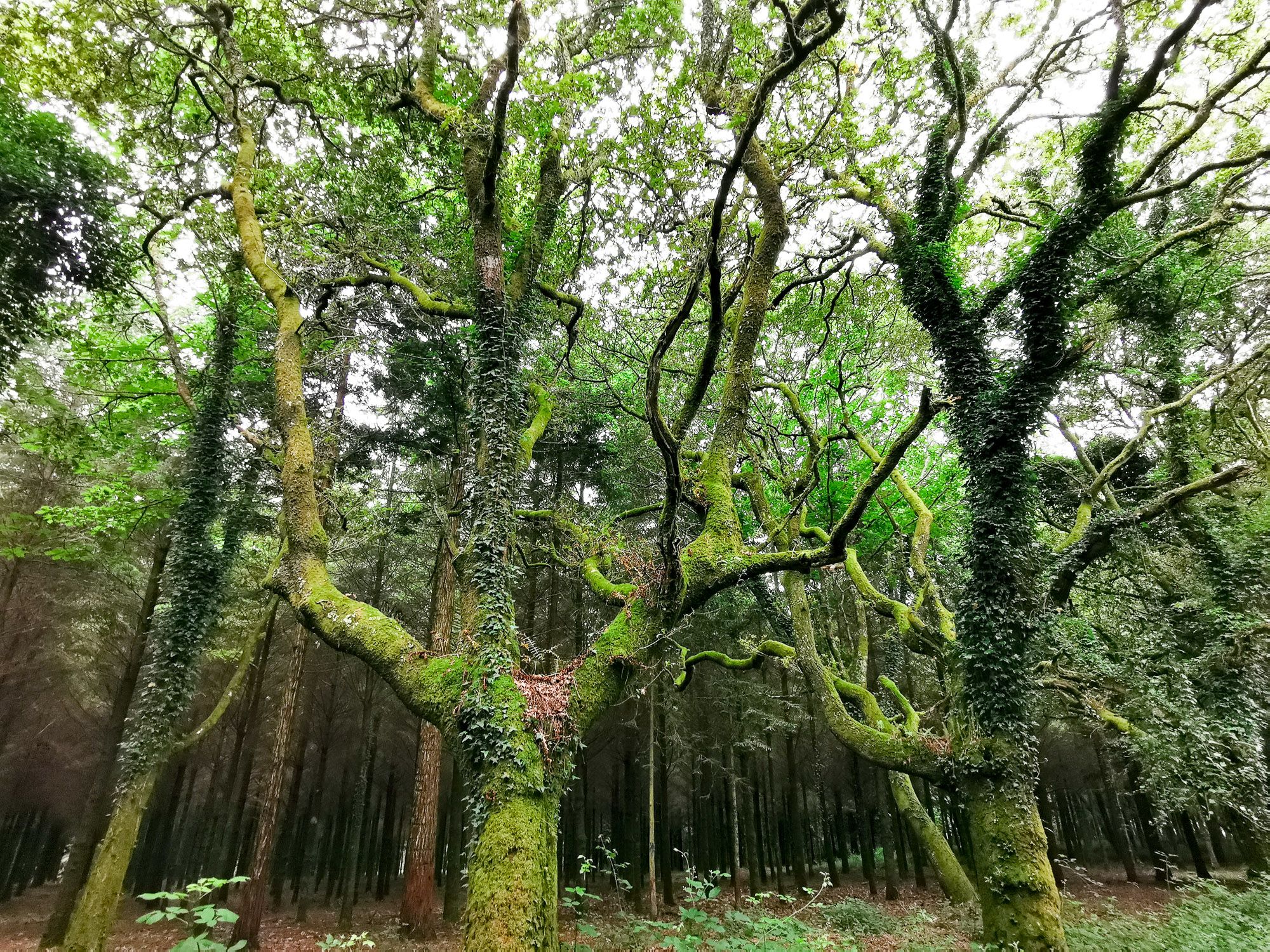 ป่าเขียวของแคว้นกาลีเซีย