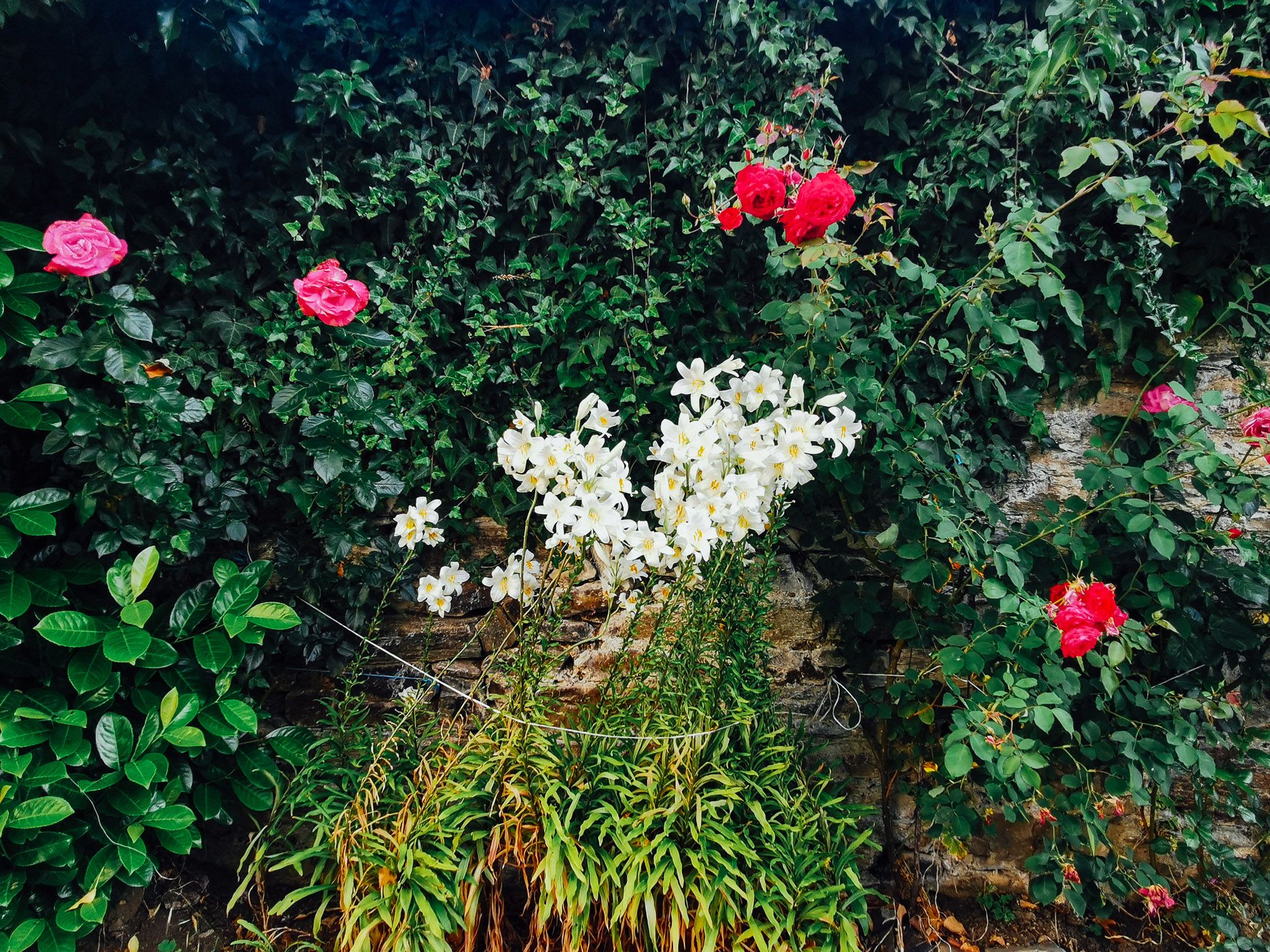 ดอกไม้ที่ชาวบ้านปลูกกันหน้าบ้าน