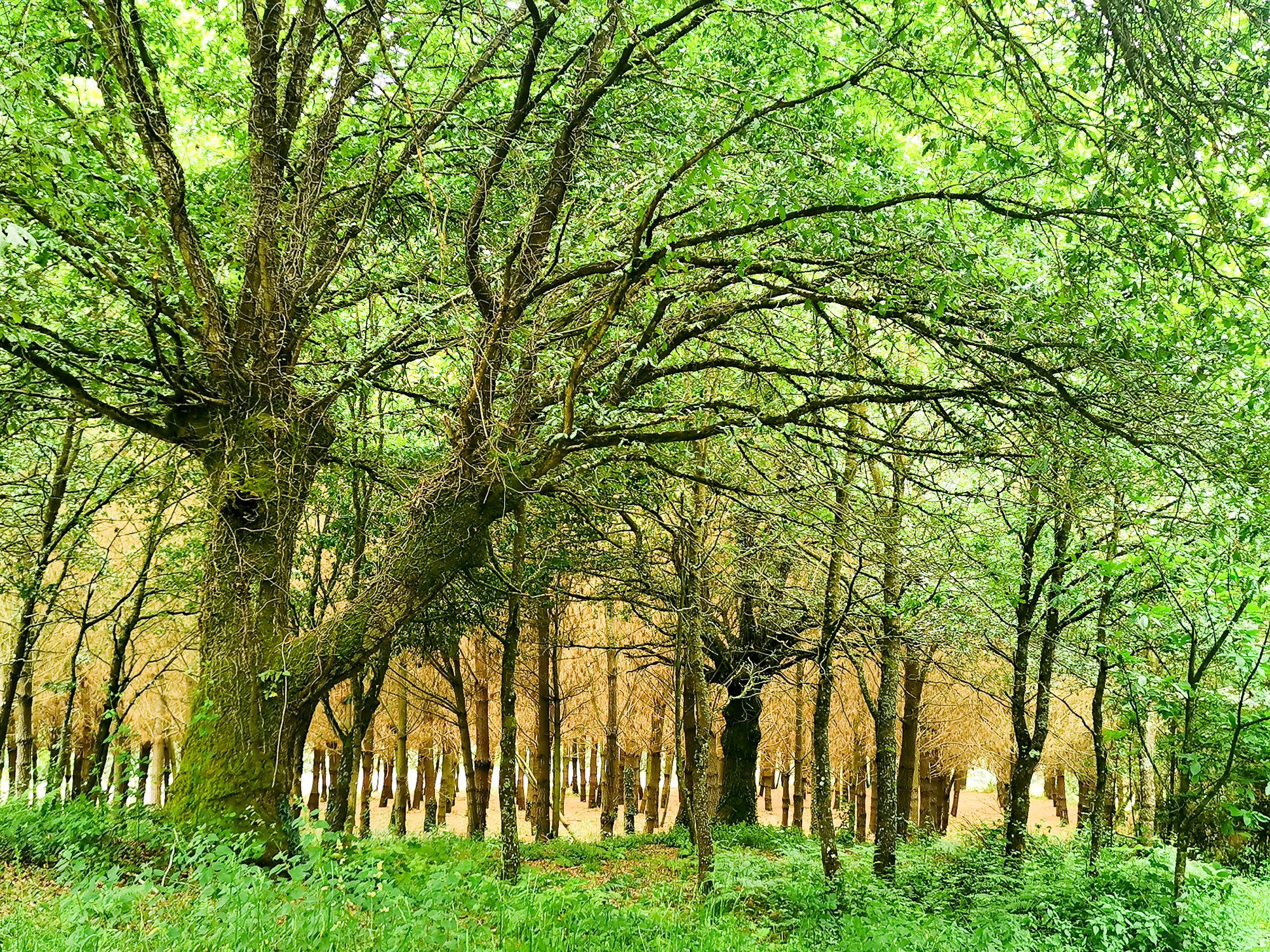 ต้นไม้ระหว่างทางเดิน เป็นต้นไม้กิ่งก้านขยาย