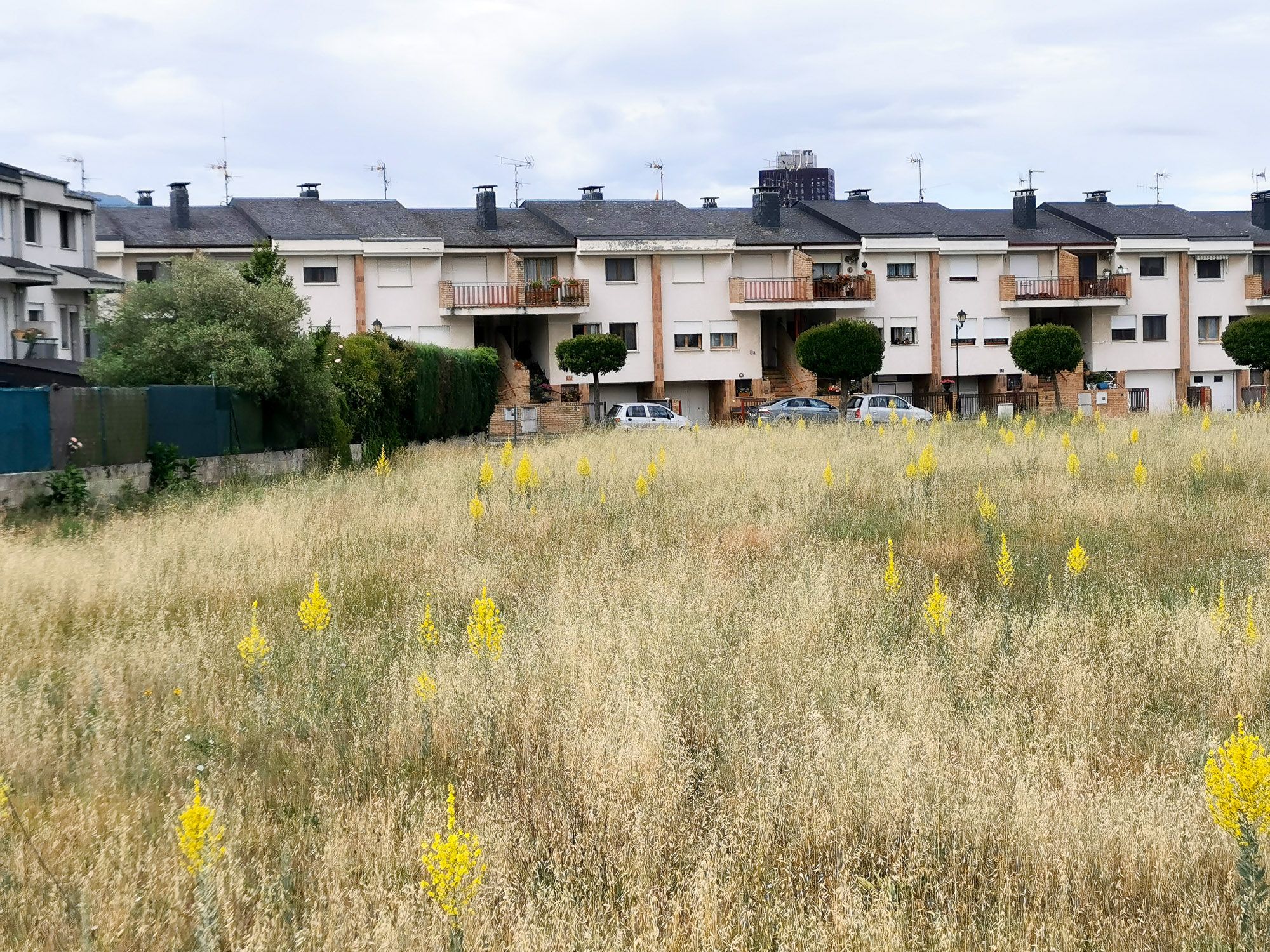 ทุ่งหญ้าวัชพื้ชในเขตชานเมือง ออกดอกเป็นสีเหลืองช่อ ๆ 