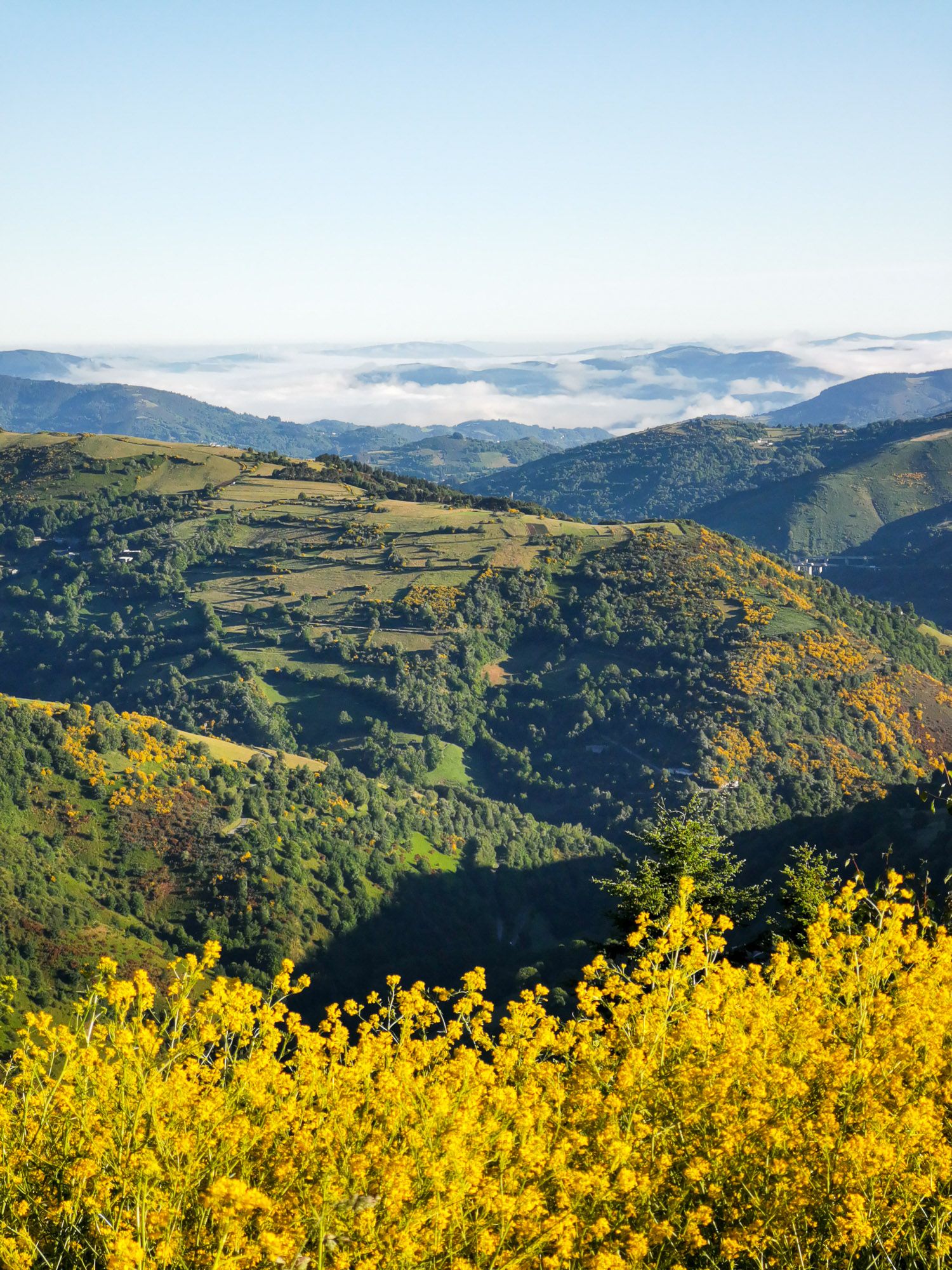 วิวในตอนเช้า จาก O Cebreiro อีกมุมหนึ่ง มีดอกไม้สีเหลืองสดเป็น foreground