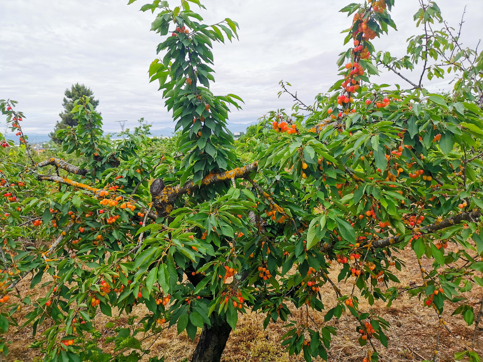 สวนต้นเชอร์รี่ ลูกดกมาก