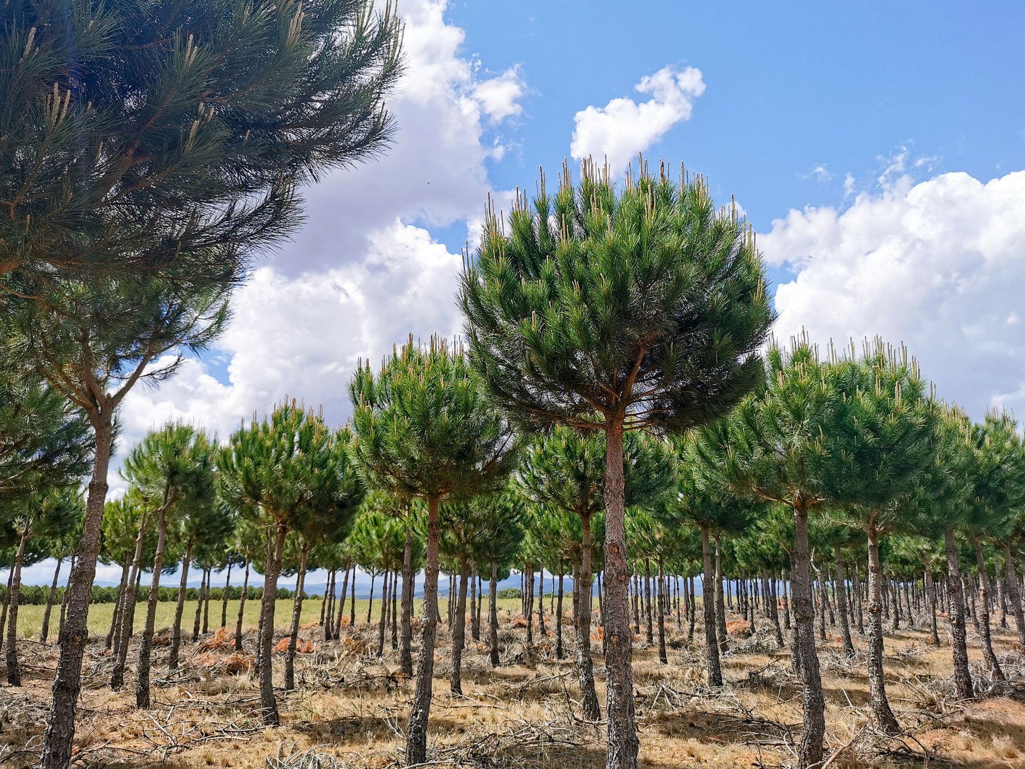 ต้นไม้น่าตาเหมือนต้นสนปลูกกันเป็นแถวเรียงราย