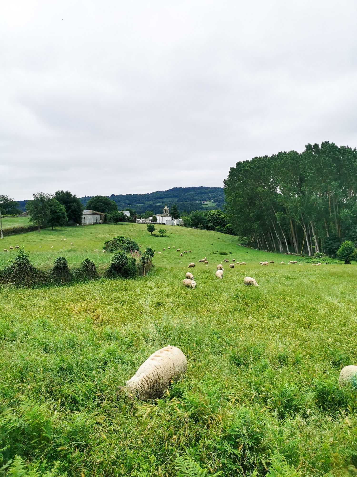 แกะกำลังกินหญ้าในทุ่งเขียว