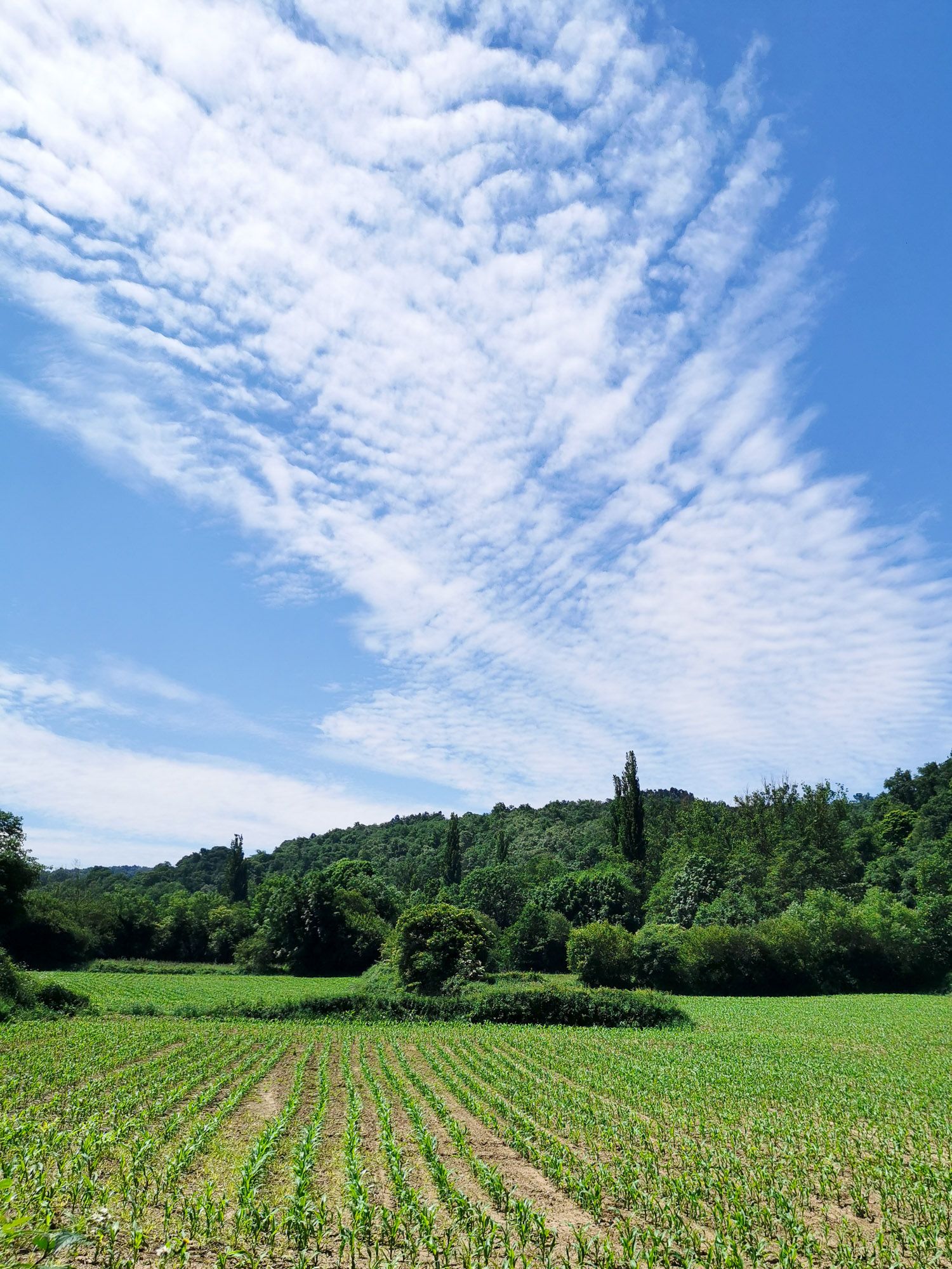 ทุ่งข้าว