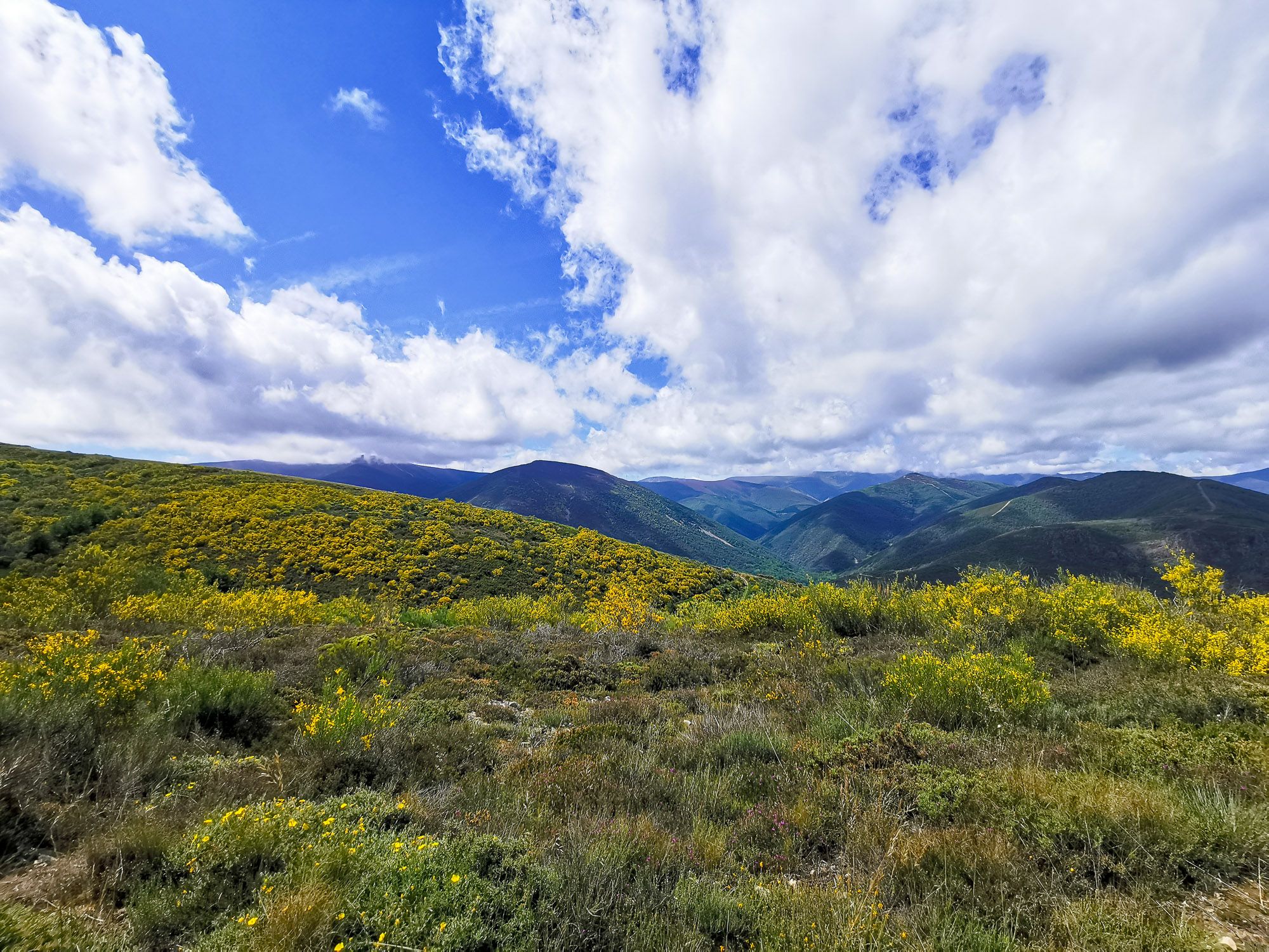 เทือกเขา พร้อมด้วยดอกไม้ป่าสีเหลืองบานสะพรั่งทั้งภูเขา