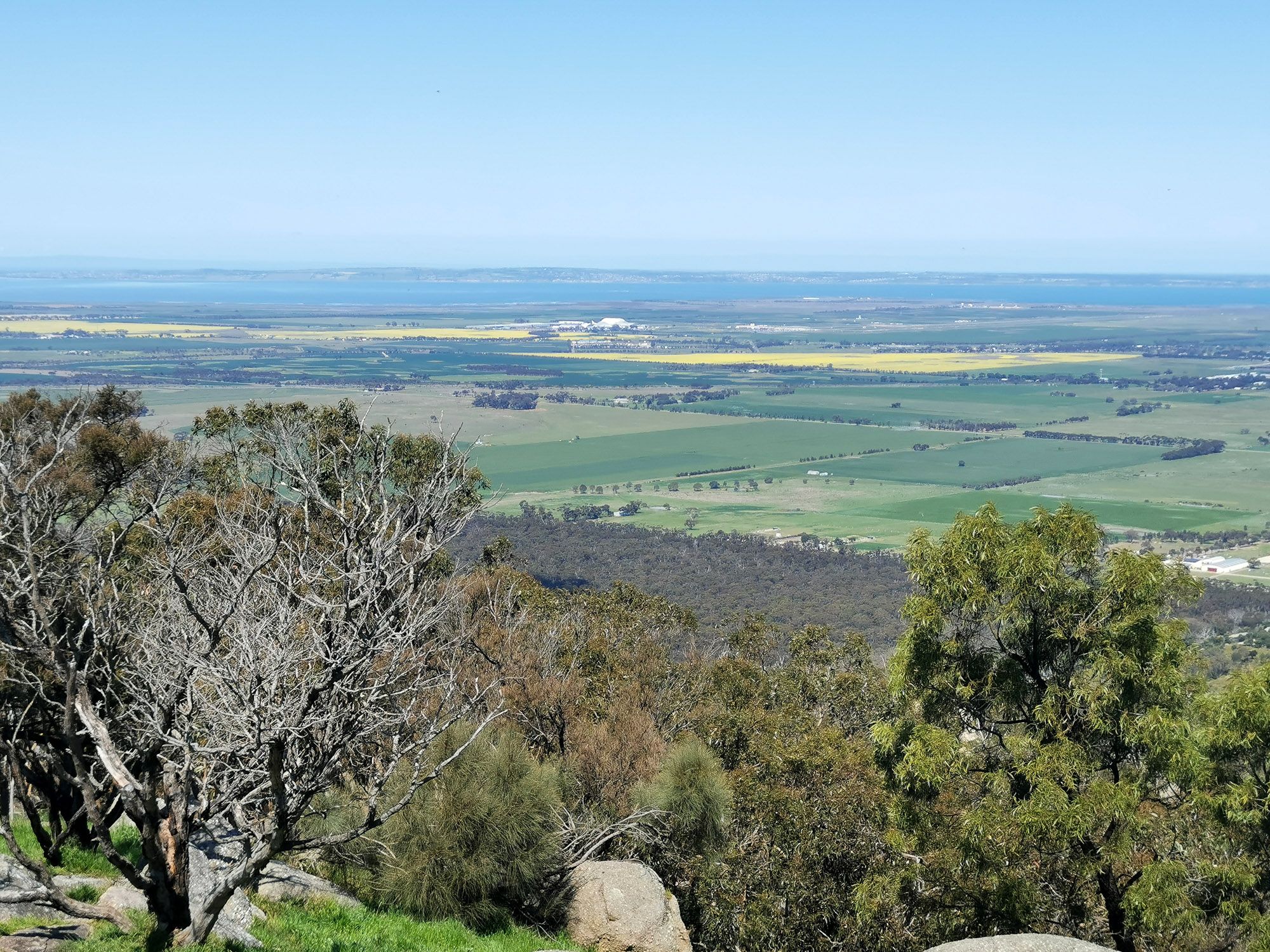 วิวจากยอดเขามองไปฝั่ง Port Phillip Bay พร้อมทุ่งคาโนล่าสีเหลือง