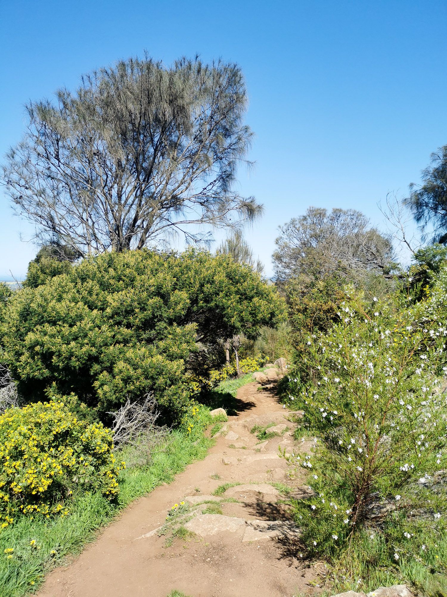 ทางเดินแทรกดิน และหิน และต้นไม้รอบ ๆ 