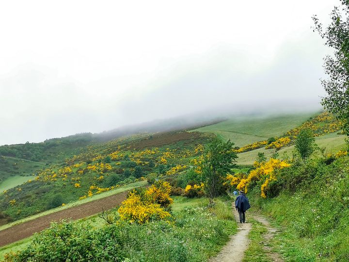 ทางเดินบนภูเขา ดอกไม้ป่าสีเหลืองบานตามทางเดิน และเนินเขา หมอกลงตามยอดเขา