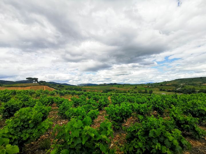 The Way Day 5 - เดินผ่านเขตไร่ไวน์ สุดลูกหูลูกตา